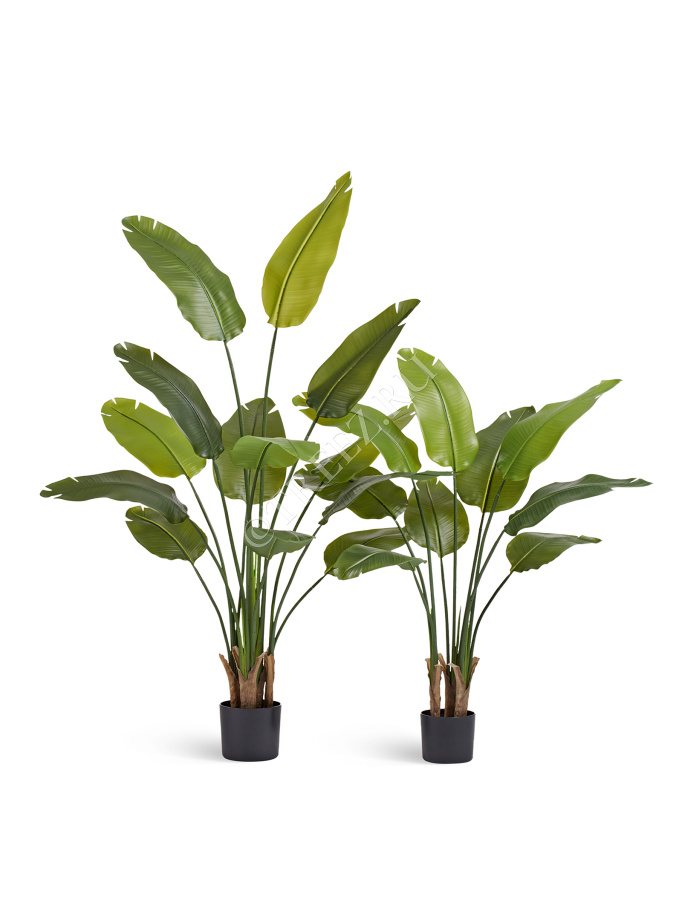 Стрелиция New Style (Sensitive Botanic) фото