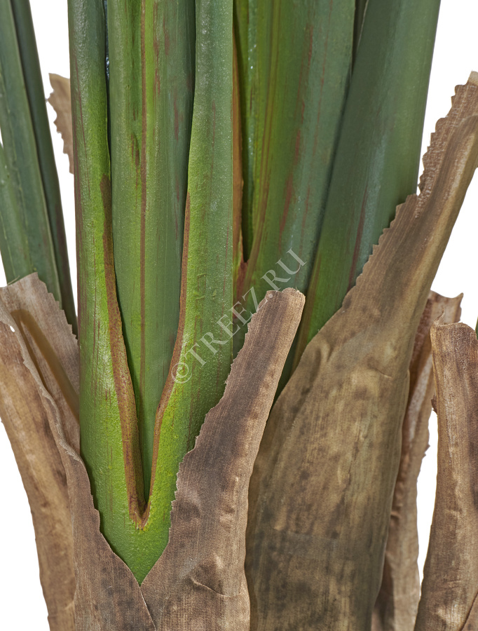 Стрелиция New Style (Sensitive Botanic) фото