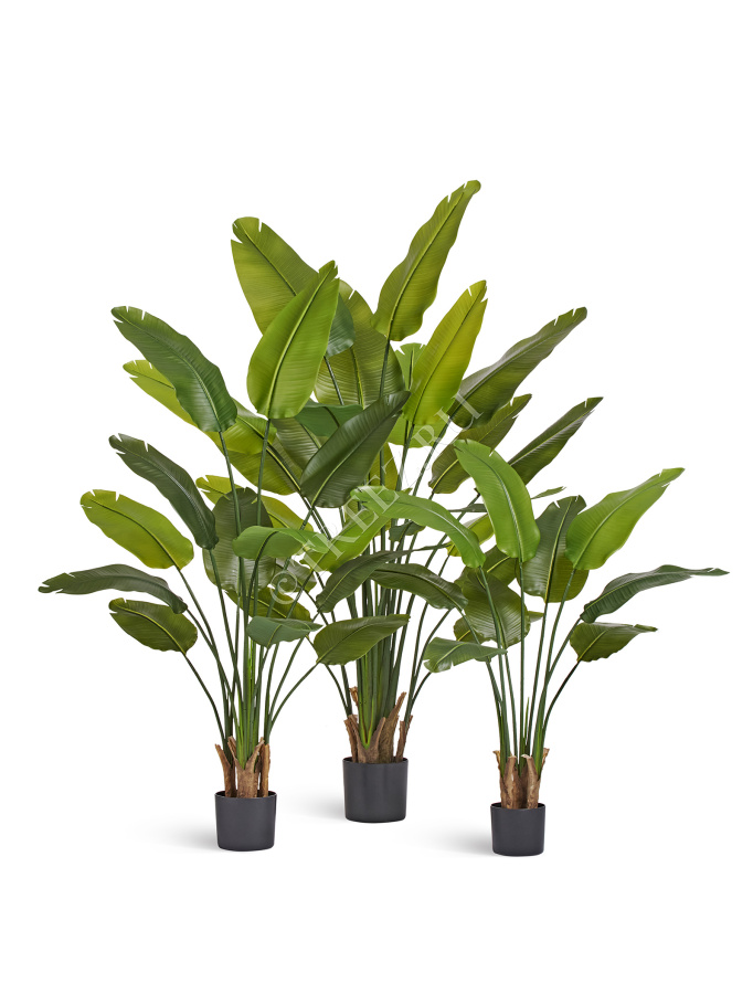 Стрелиция New Style (Sensitive Botanic) фото