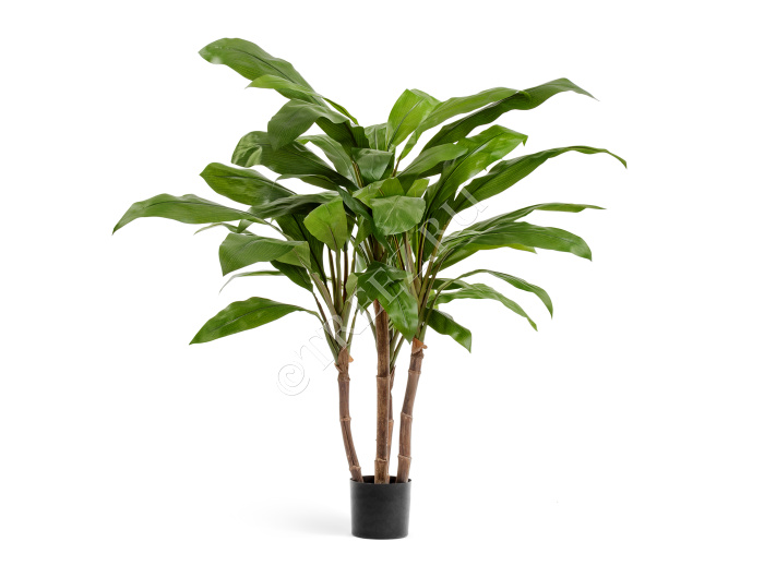 Кордилина зелёная крупнолистная на стволах фото