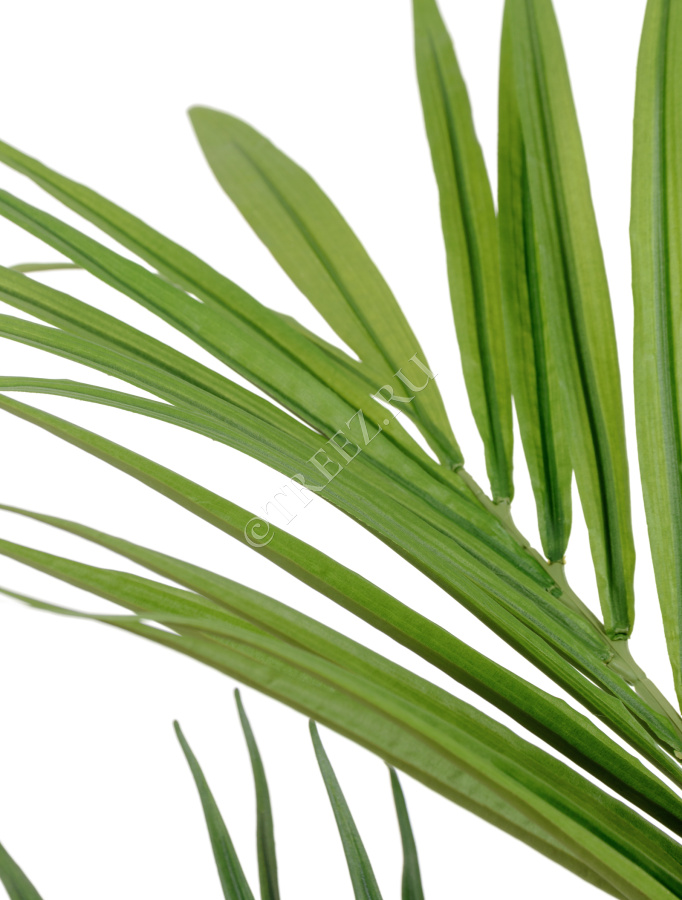 Пальма Кентия (Ховея) де Люкс фото