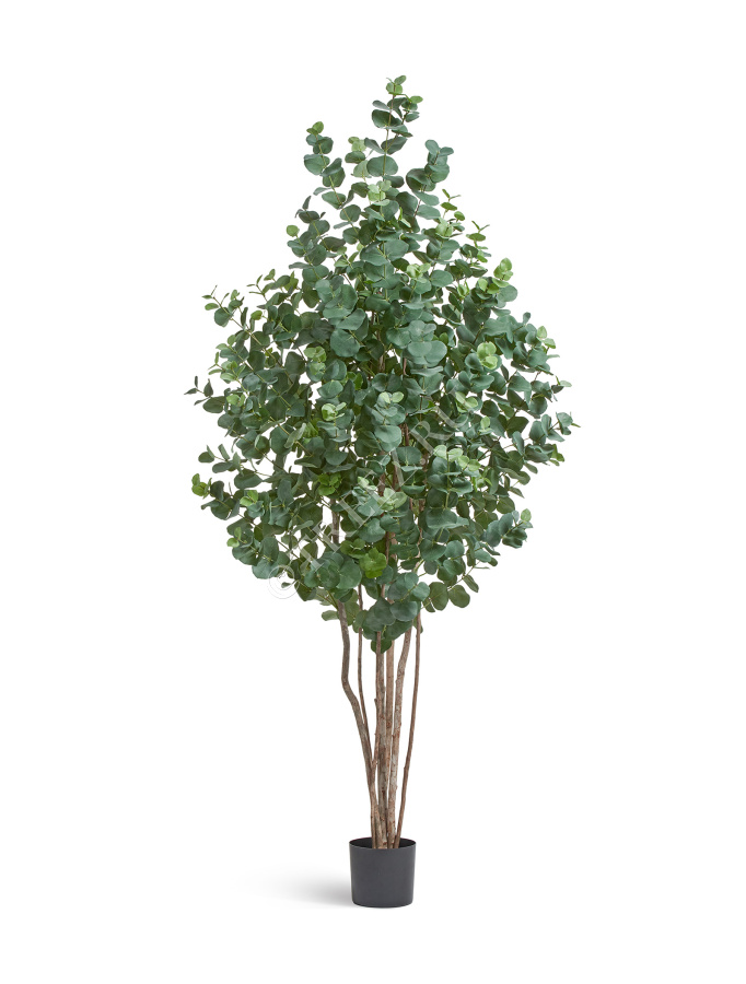 Эвкалипт серебристый многоствольный фото