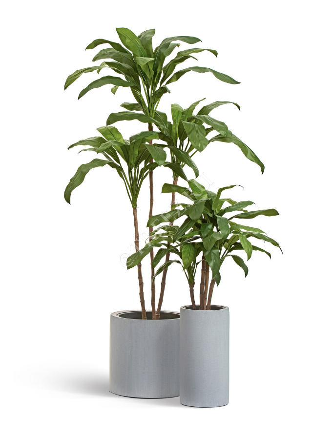 Кордилина Фрутикоза зелёная фото