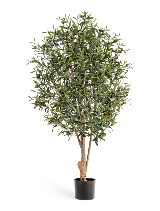 Олива Твист с плодами фото