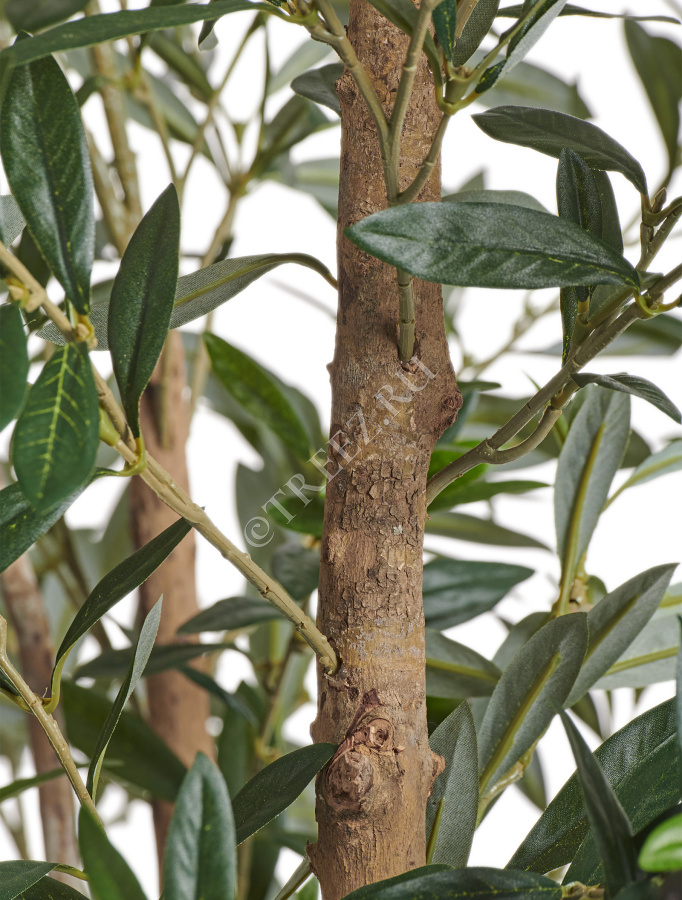 Олива Вайлд с плодами фото