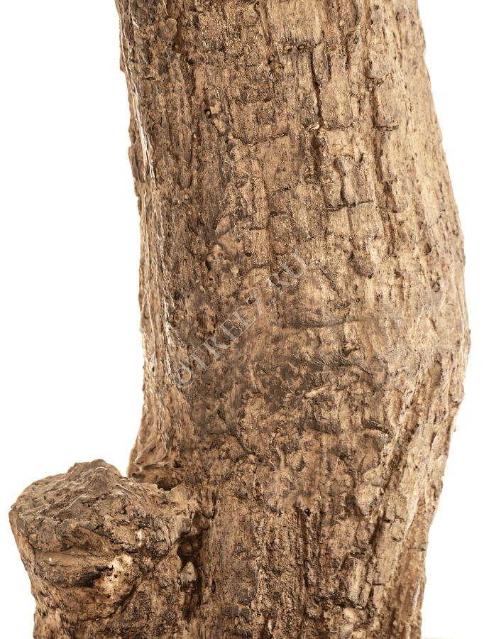 Олива Олден на толстом стволе фото