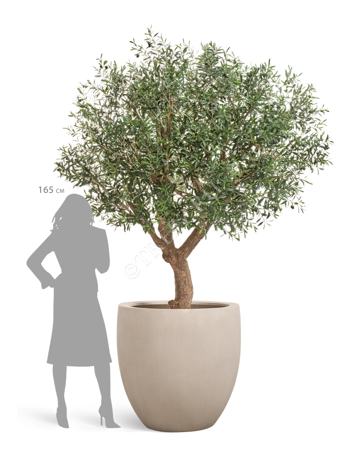 Олива Олден на толстом стволе фото