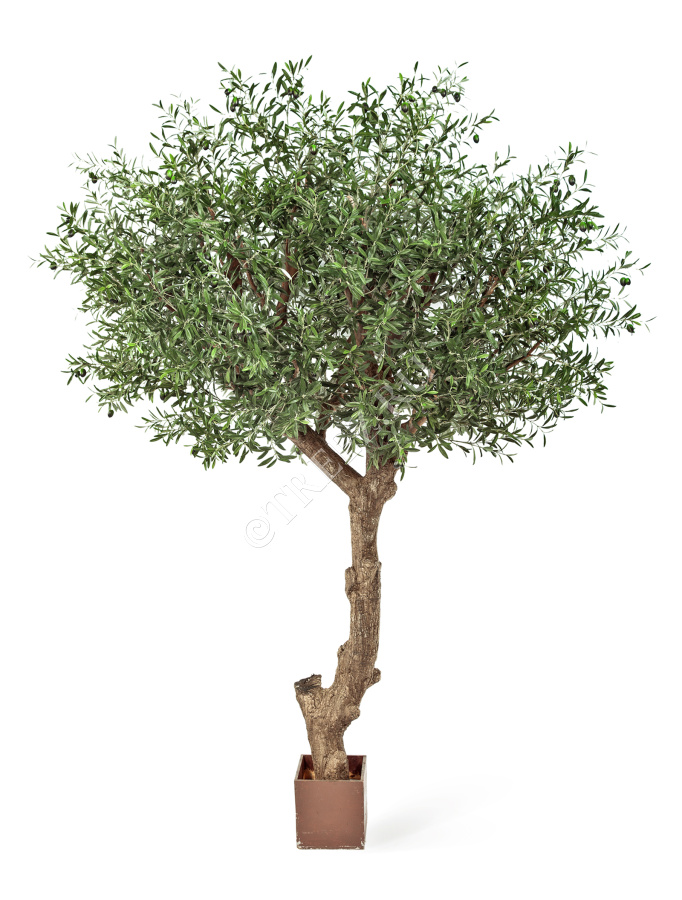 Олива Олден на толстом стволе фото