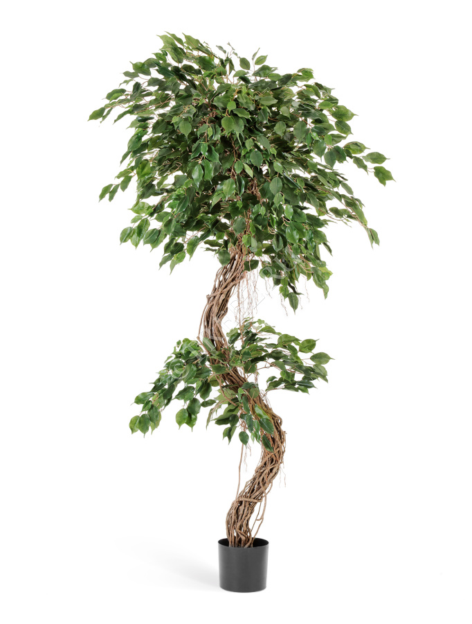 Фикус Бенджамина Коркскрю фото