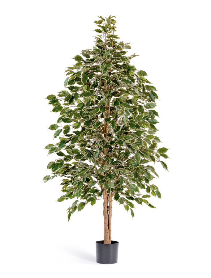 Фикус Бенджамина пёстрый натуральный фото