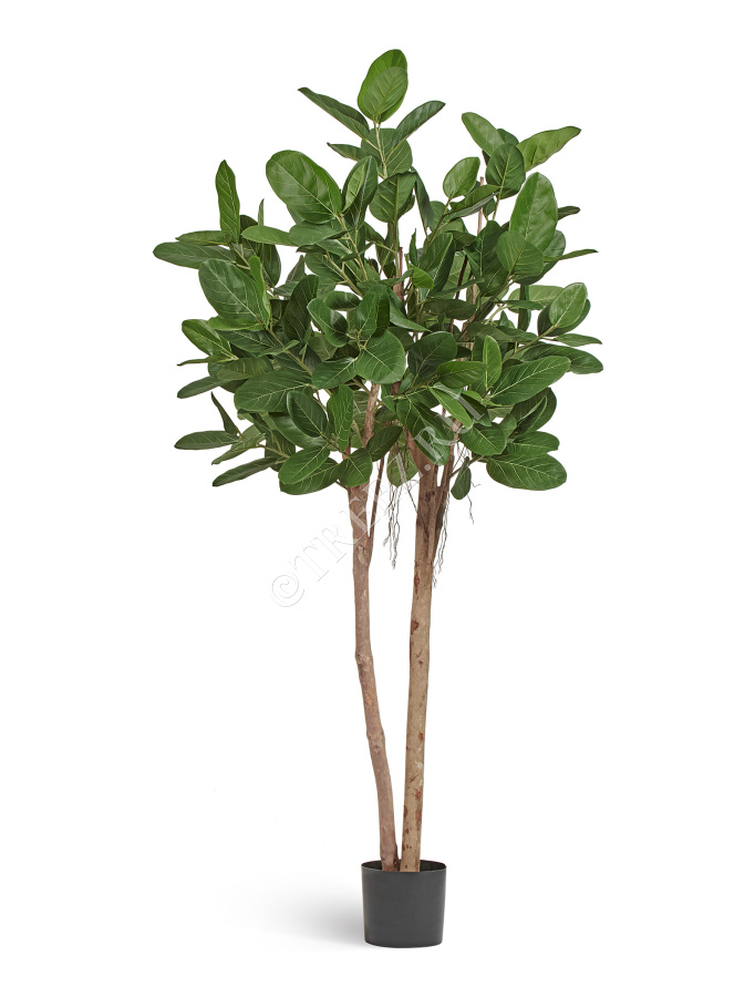 Фикус Одри Бенгальский  фото