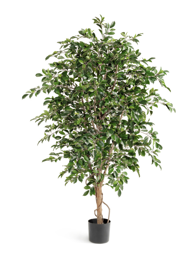 Фикус Фолиа зелёный фото