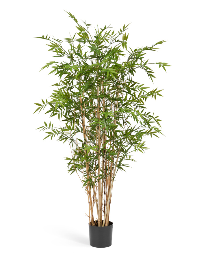 Бамбук Новый Японский Элегант фото