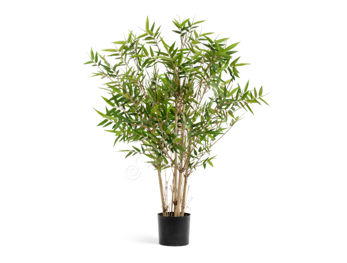 Бамбук Японский ориенталь фото