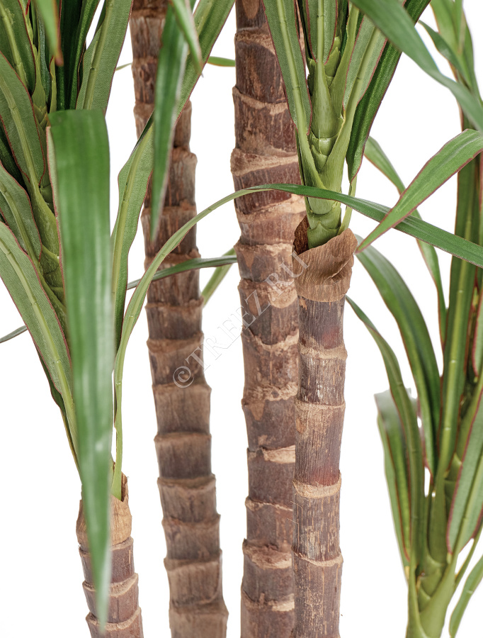 Драцена Маргината фото