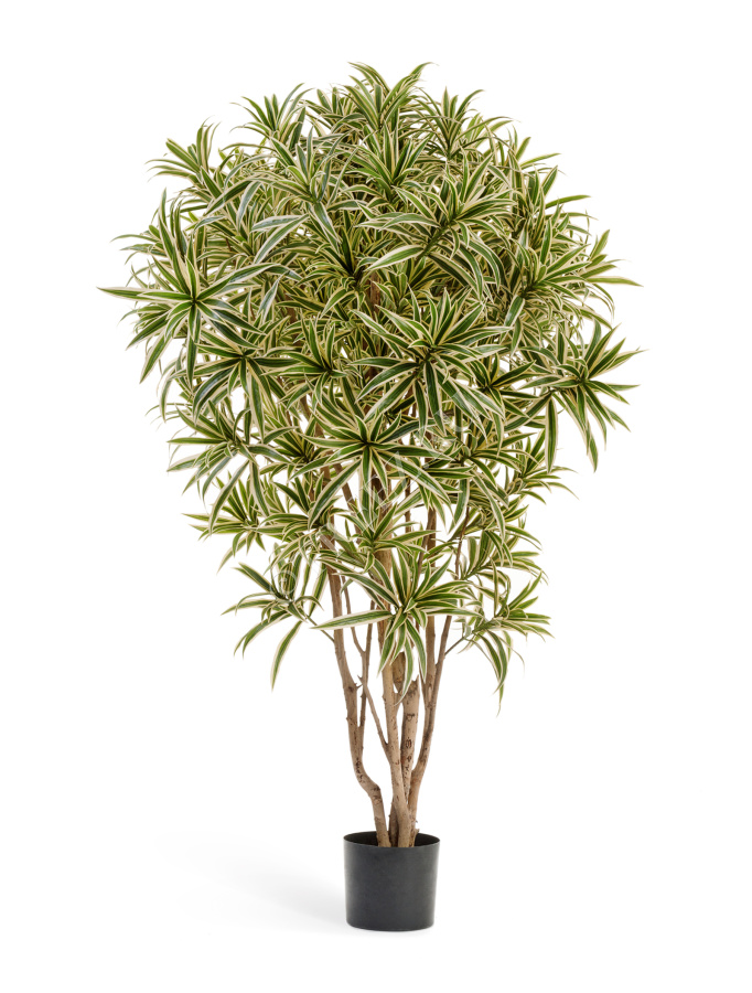 Драцена Рефлекса Ямайка Золотая 145 см фото