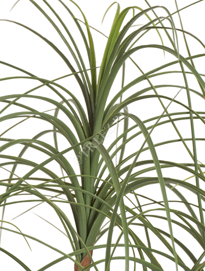 Нолина Нитида фото