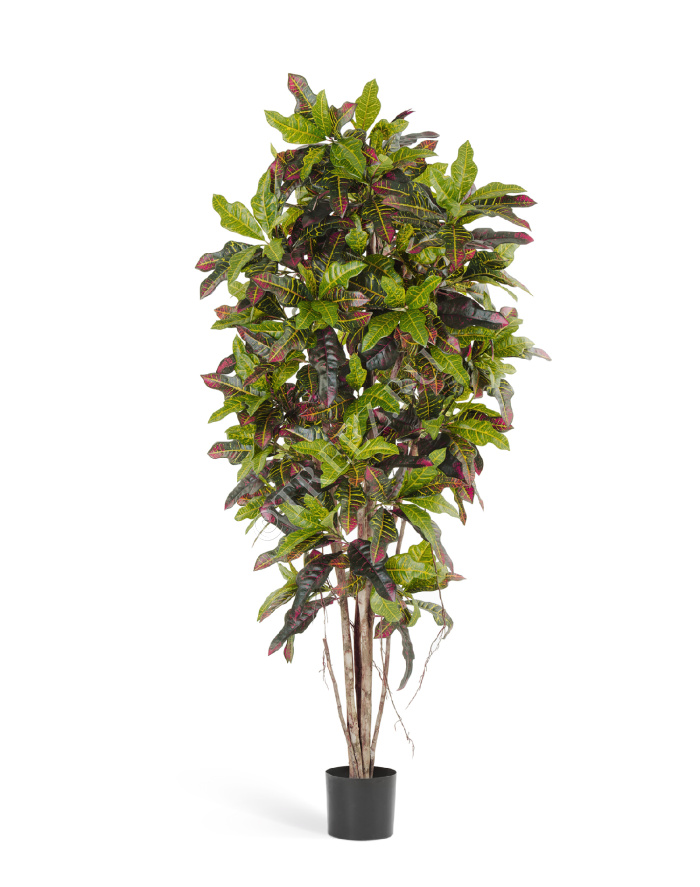 Кротон фото