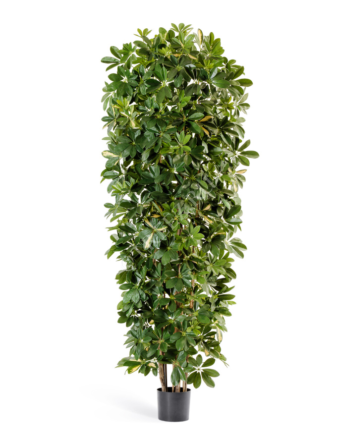 Шеффлера колонновидная большая пёстрая 195 см фото