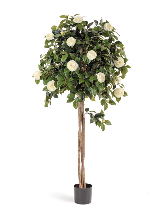 Камелия на штамбе кремовая фото