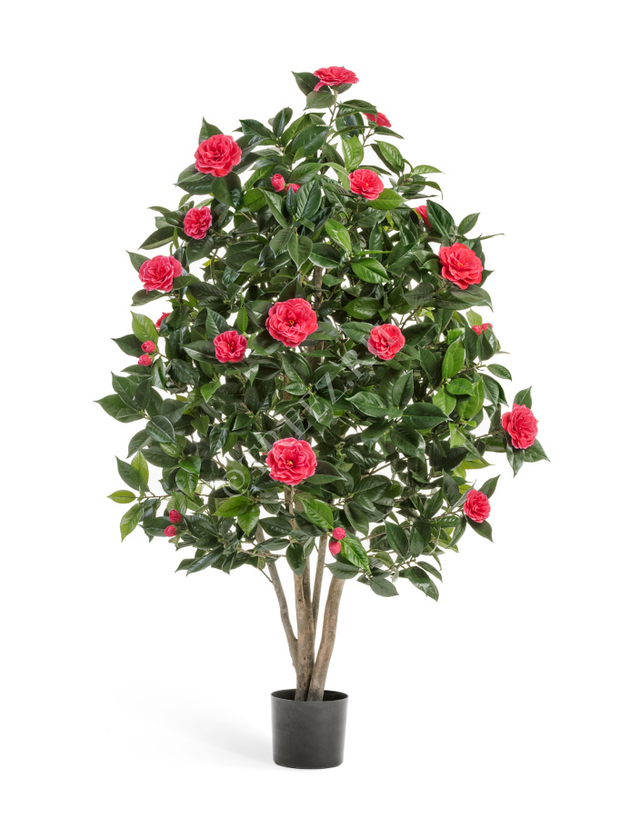 Камелия Японика тёмно-розовая фото