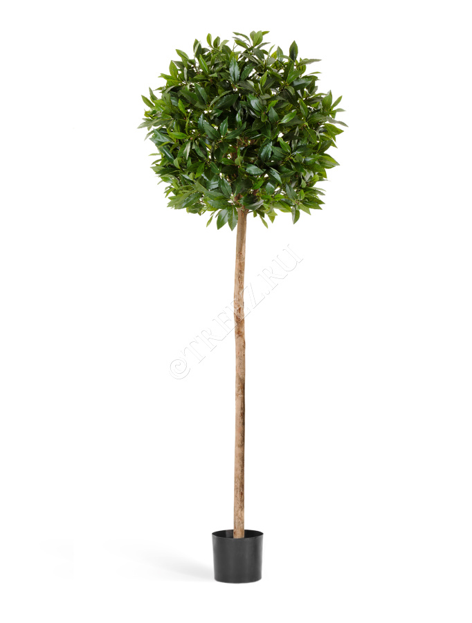 Лавр круглый на высоком стволе фото