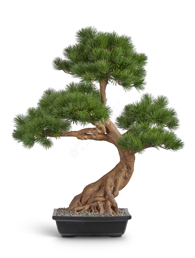 Бонсай Сосна Японская белая Негиши в керамическом кашпо фото