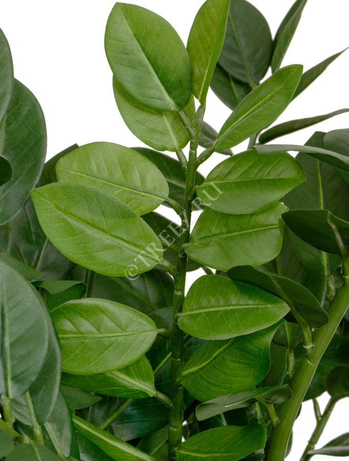 Замиокулькас кустовой фото