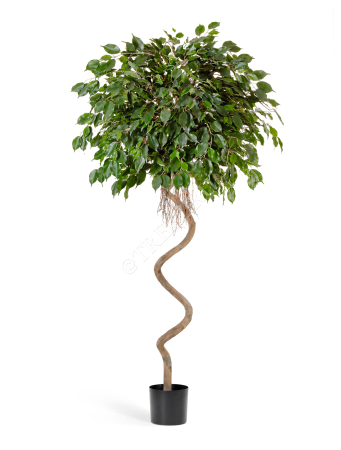 Фикус Бенджамина спираль фото