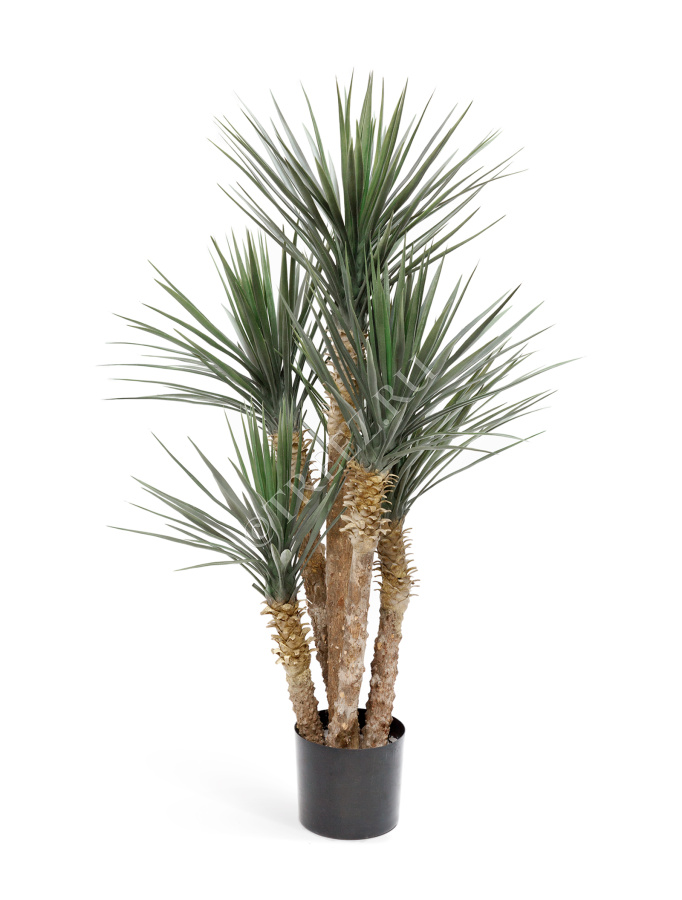 Юкка Рострата 5 стволов фото