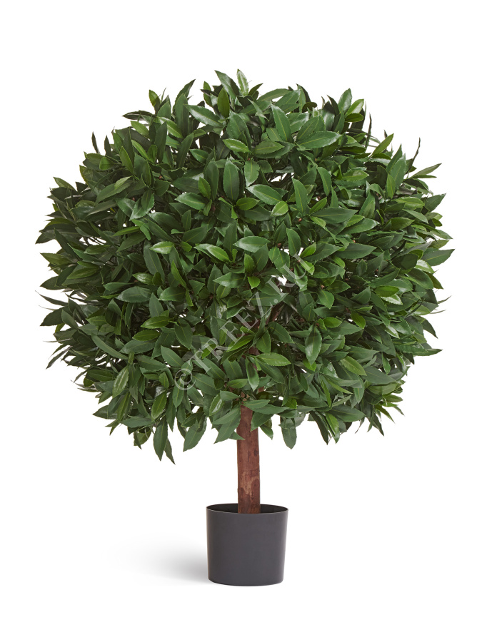 Лавр круглый с UV-фильтром уличный фото