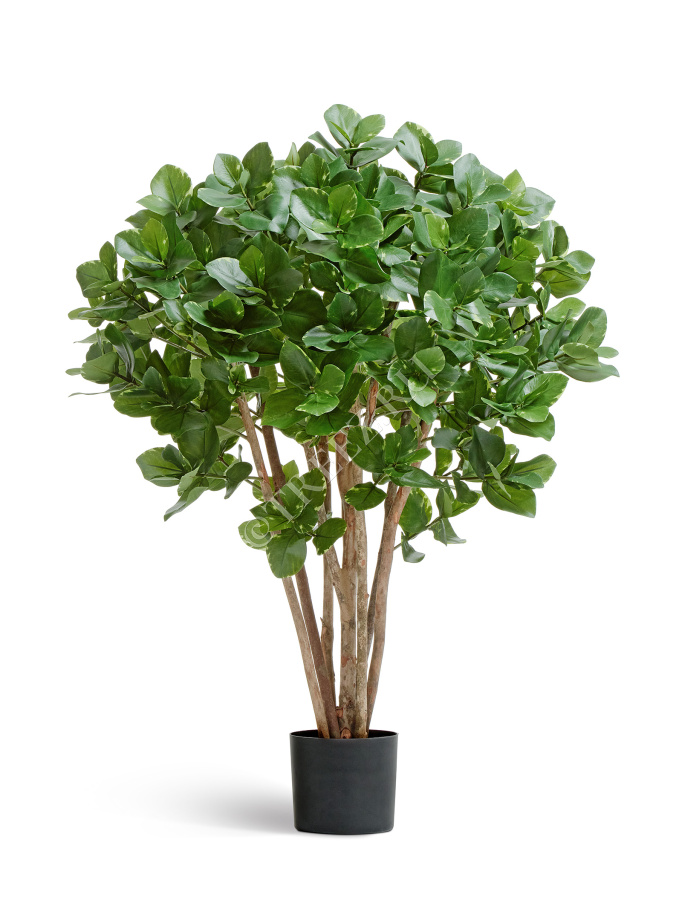 Клузия древовидная фото