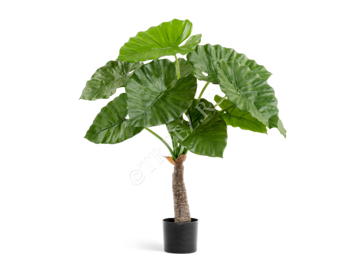 Алоказия Калидора фото