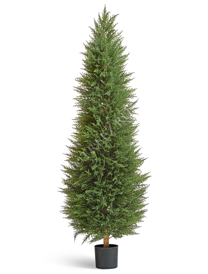 Кипарис Тауэр Элегант уличный фото