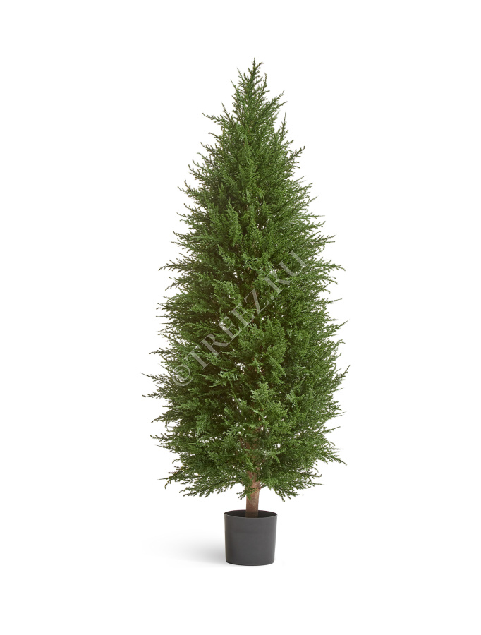 Кипарис Тауэр Элегант уличный фото