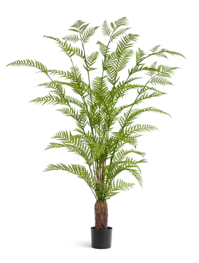 Папоротник Форест древовидный фото