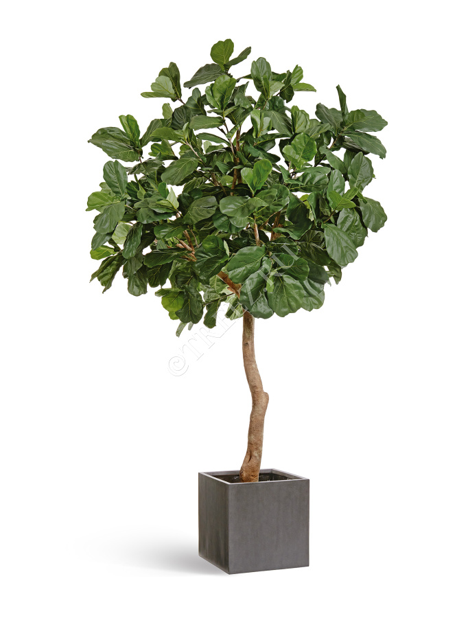 Гигантский фикус Лирата штамбовый фото