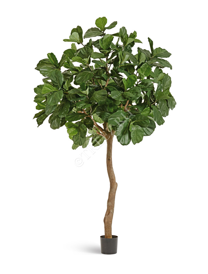 Гигантский фикус Лирата штамбовый фото