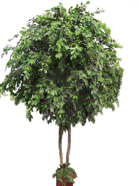 Фикус Бенджамина Гигант фото