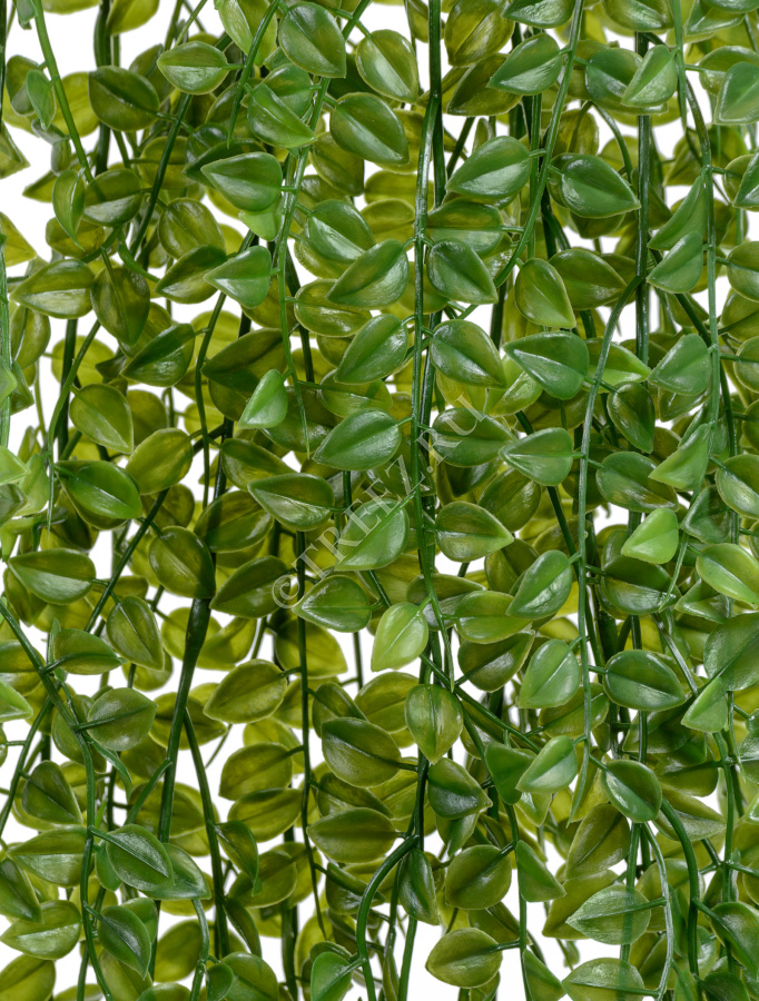 Каллизия куст большой ампельный фото