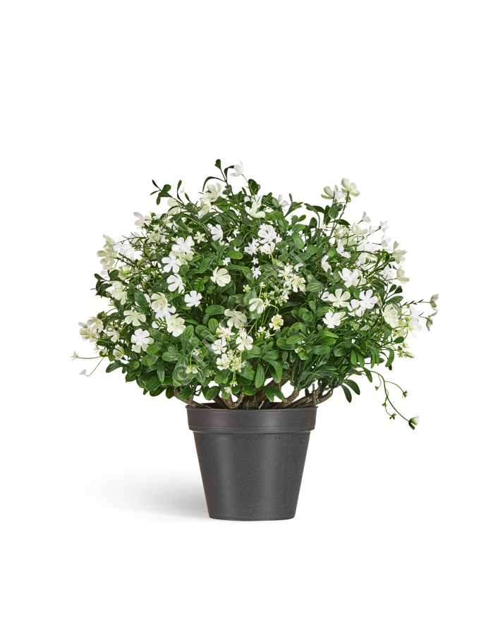 Альпийское разнотравье с белыми цветами (3 размера) фото