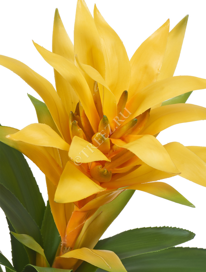 Гусмания желтая большая фото