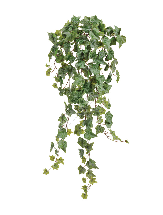 Английский плющ Олд Тэмпл припылённо-зелёный фото