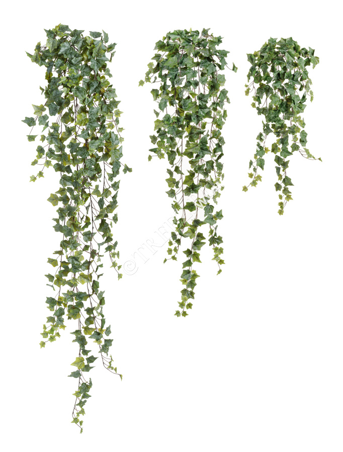 Английский плющ Олд Тэмпл припылённо-зелёный фото