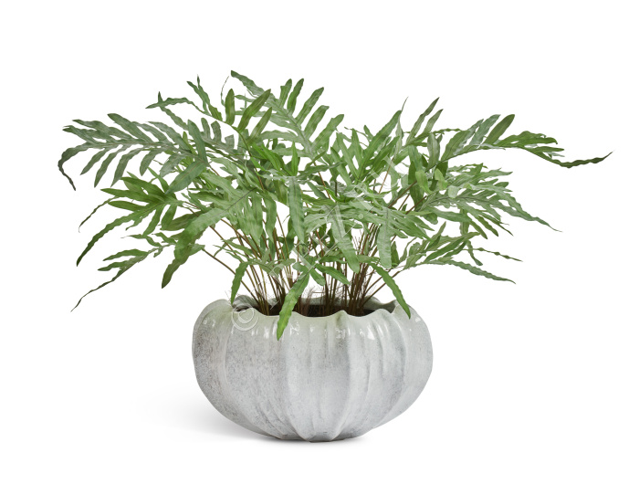 Папоротник Рэббит Фут в керамическом кашпо фото