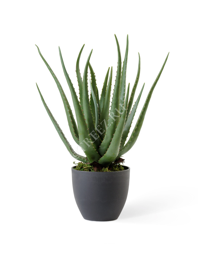 Алоэ куст в горшке фото