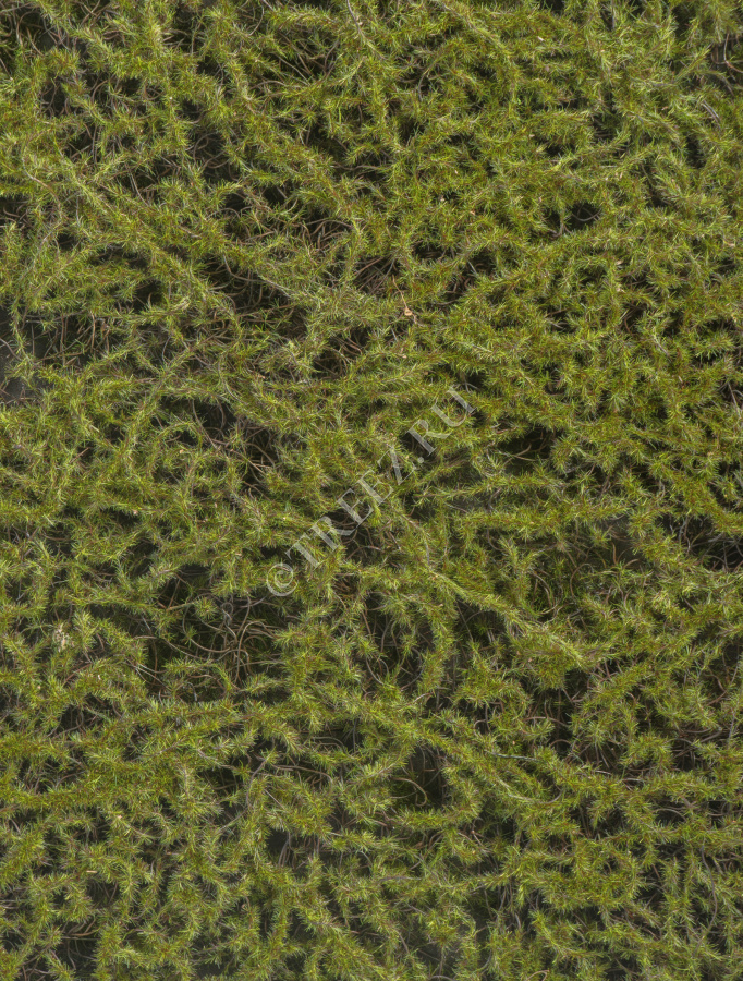 Мох Сфагнум Fuscum тёплый зелёный (полотно среднее) фото