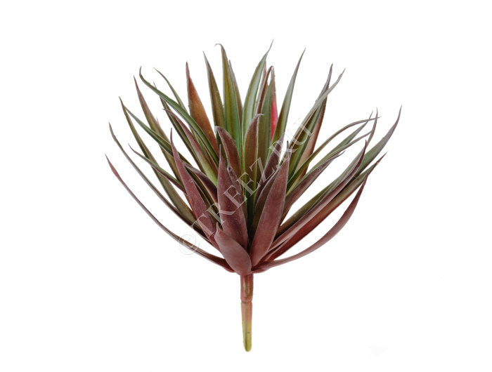 Суккулент Трава Пик бордово-зелёная фото