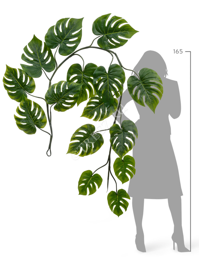 Монстера Giant лиана фото