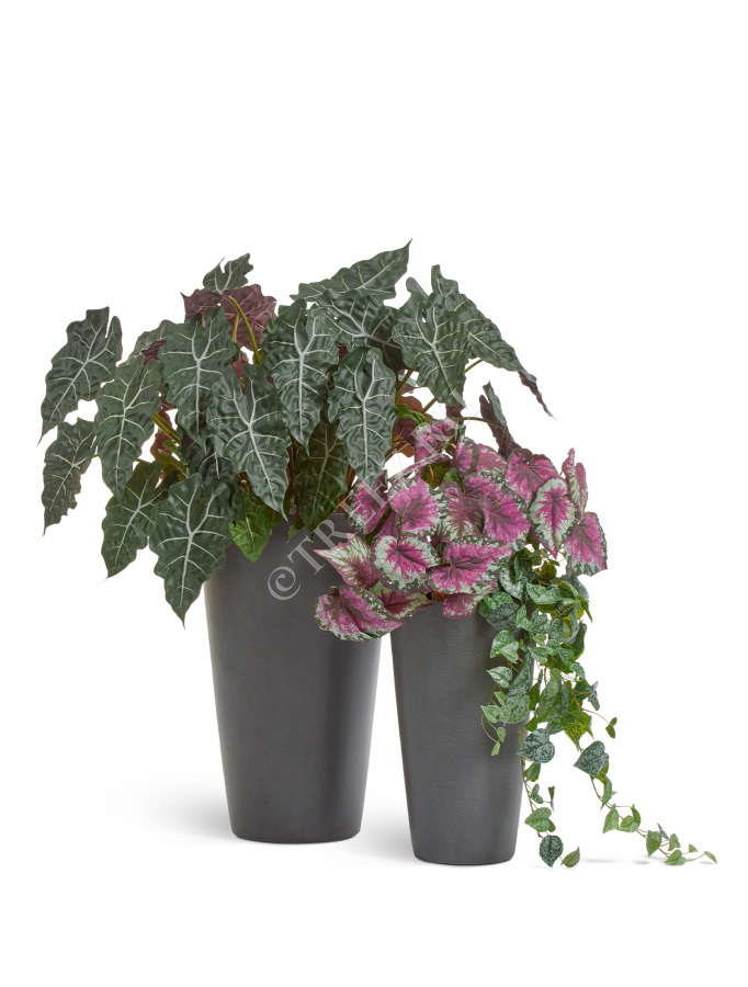 Алоказия куст фото